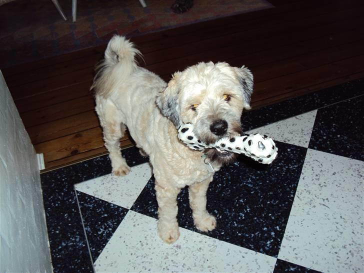 Tibetansk terrier carlos - hvad kikker i på billede 8