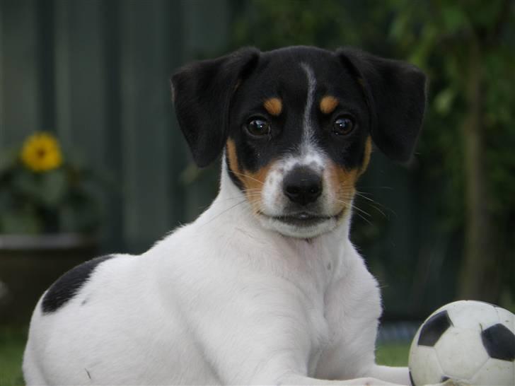 Dansk svensk gaardhund Bella billede 1