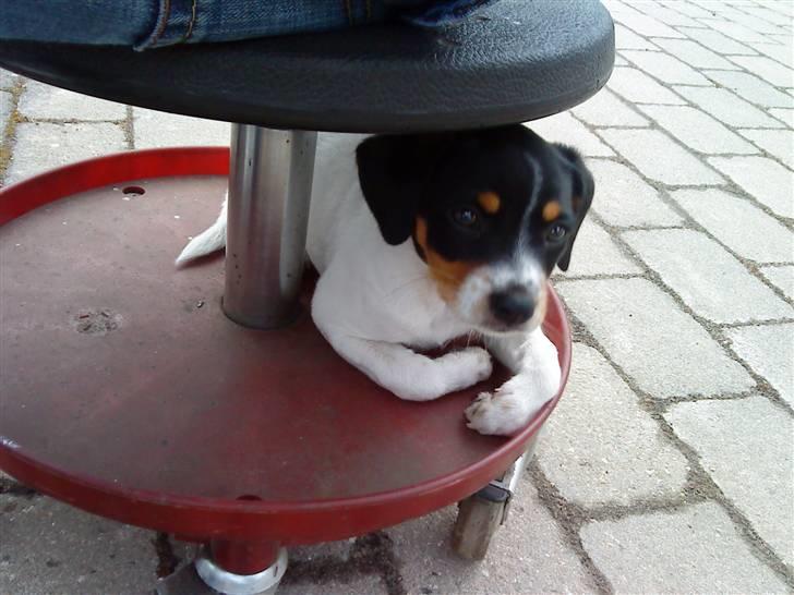 Dansk svensk gaardhund Bella - Jeg skal være med over alt... billede 2