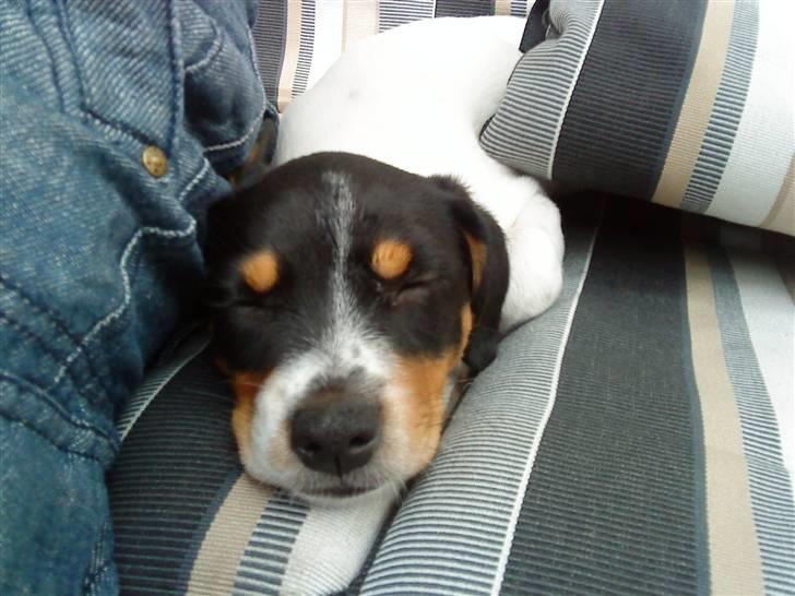 Dansk svensk gaardhund Bella billede 3