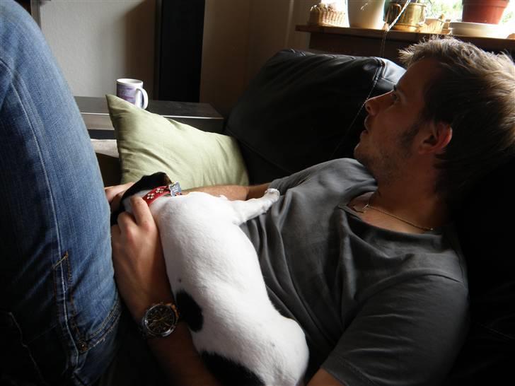 Dansk svensk gaardhund Bella - Slapper med far. billede 4