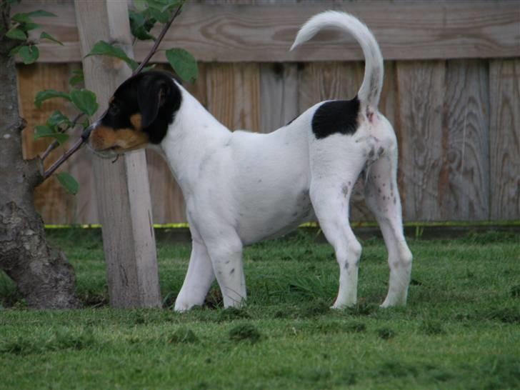 Dansk svensk gaardhund Bella billede 5