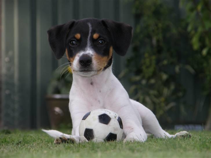 Dansk svensk gaardhund Bella billede 6