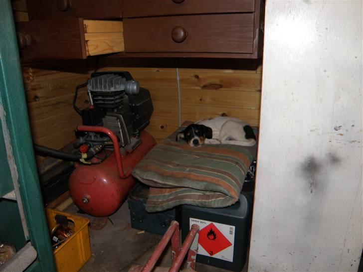 Dansk svensk gaardhund Bella - Jaja egen plads på værksteder fandt man da helt selv billede 7