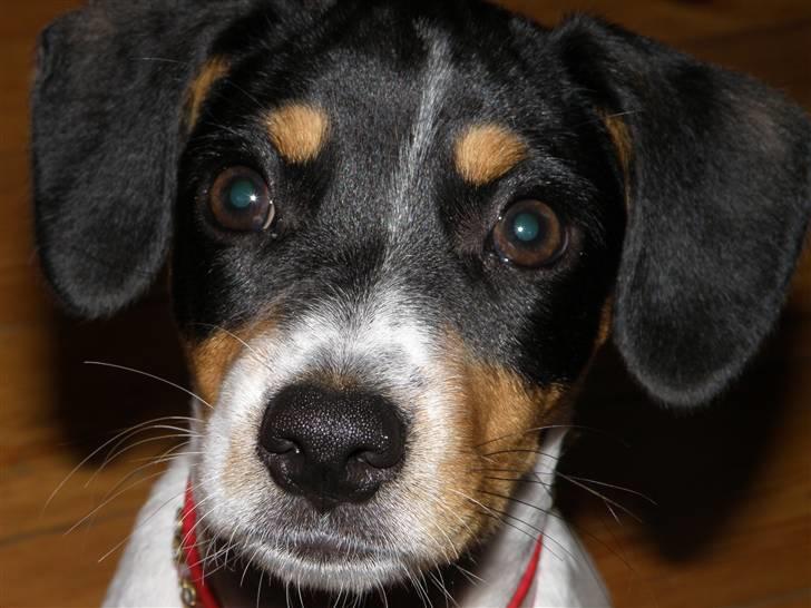 Dansk svensk gaardhund Bella billede 8