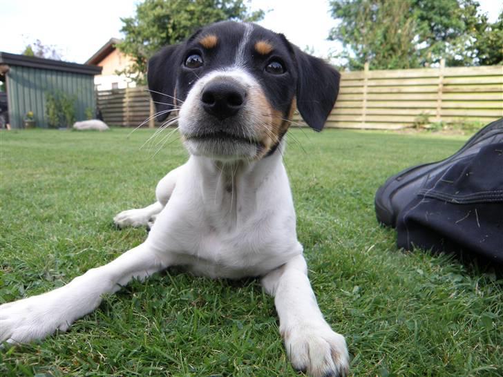 Dansk svensk gaardhund Bella billede 9