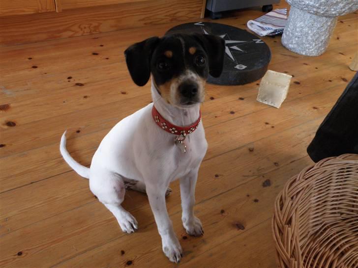 Dansk svensk gaardhund Bella - Giver du mad? billede 10