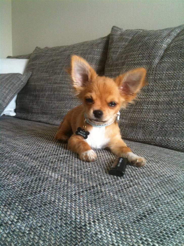 Chihuahua Bailey billede 1