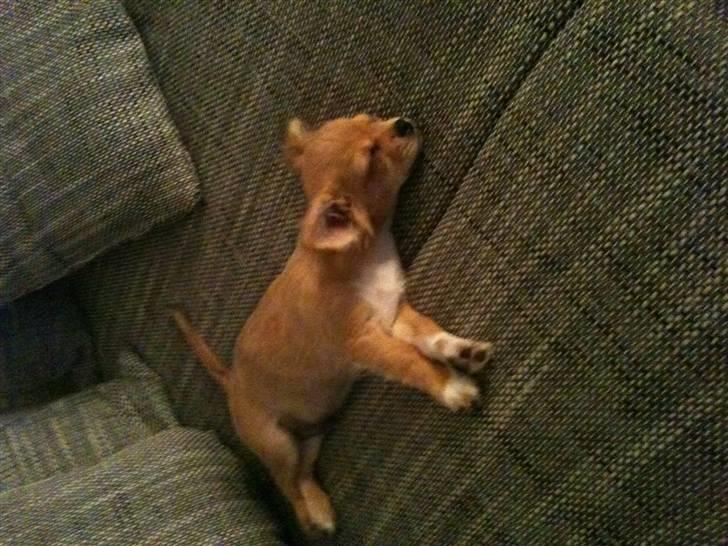 Chihuahua Bailey billede 2