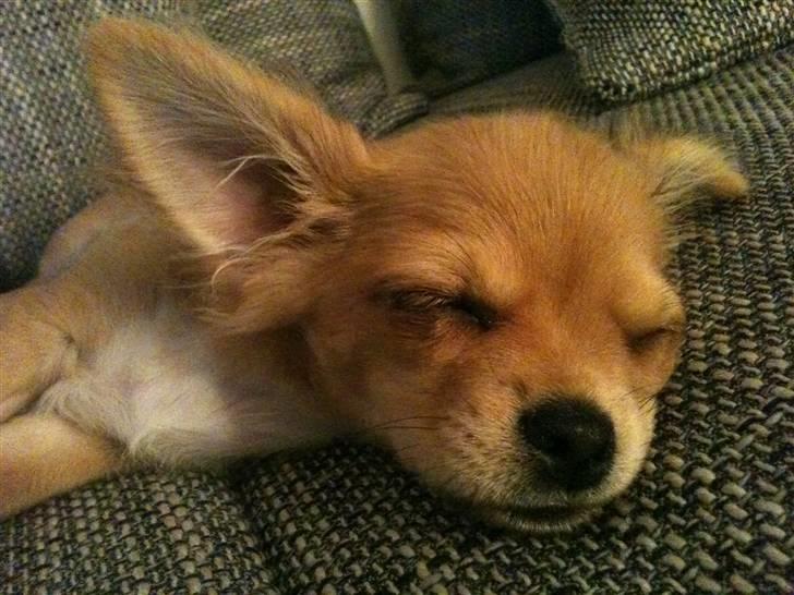 Chihuahua Bailey billede 4