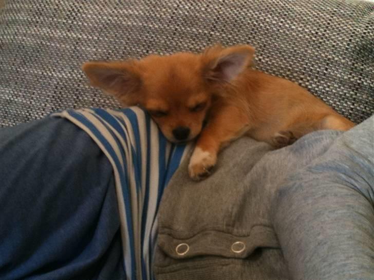 Chihuahua Bailey billede 6