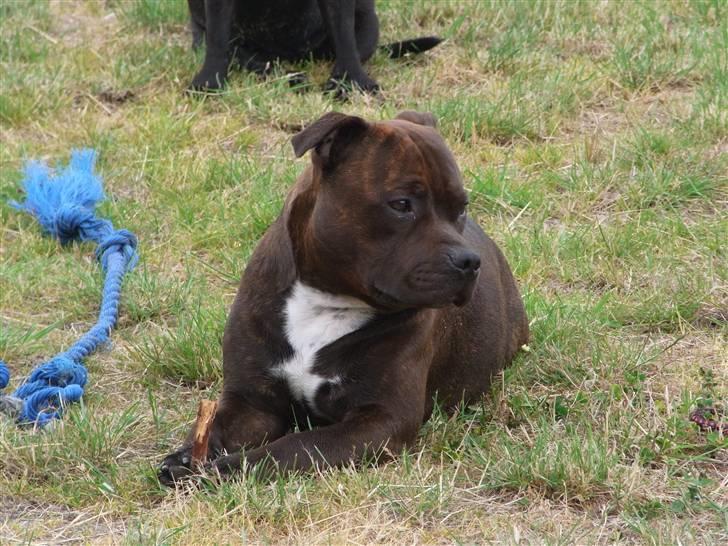 Staffordshire bull terrier Luke - Luke Skywarker billede 1
