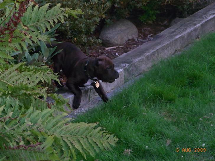 Staffordshire bull terrier Luke - Baby Luke på opdagelse billede 2