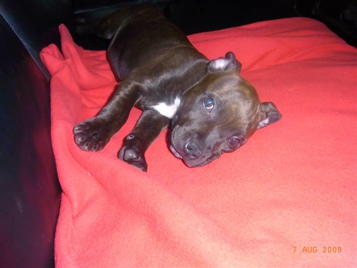 Staffordshire bull terrier Luke - Luke på den røde løbe billede 3