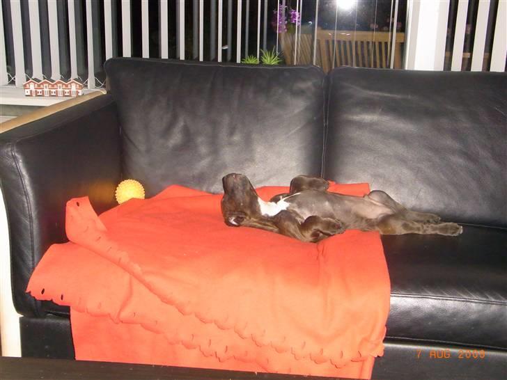 Staffordshire bull terrier Luke - Luke " Nuser" billede 4