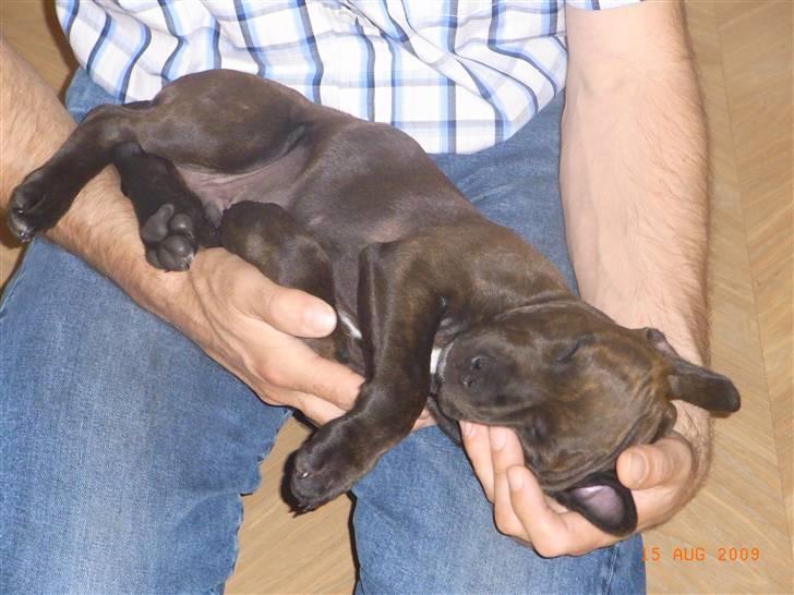 Staffordshire bull terrier Luke - Luke kan sove overalt billede 5