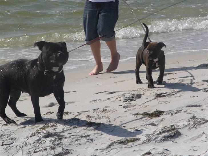 Staffordshire bull terrier Luke - På Dueodde billede 6