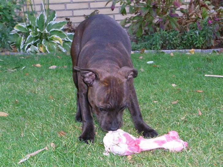 Staffordshire bull terrier Luke - Luke and the big bone billede 7