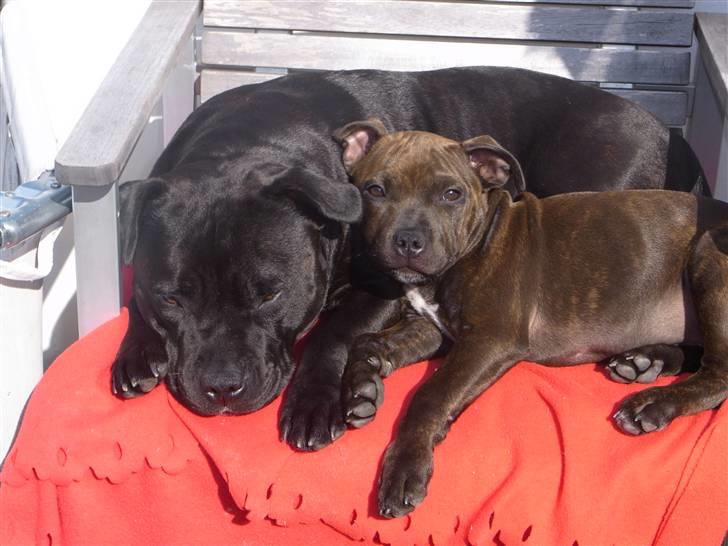 Staffordshire bull terrier Luke - Luke og vores Leia billede 8