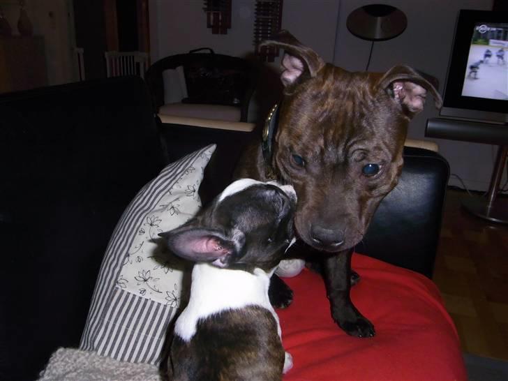 Staffordshire bull terrier Luke - Luke og vores vennes Boston billede 9