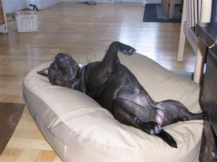 Staffordshire bull terrier Luke - Luke i sin fatboy billede 10