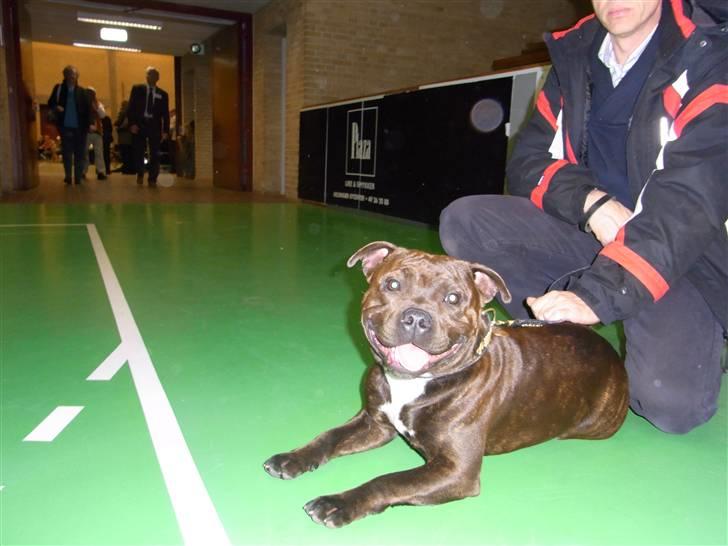 Staffordshire bull terrier Luke - Luke til sin første stævne billede 11