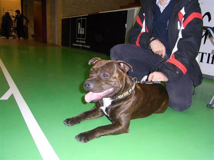 Staffordshire bull terrier Luke - Det er varmt at vente billede 12
