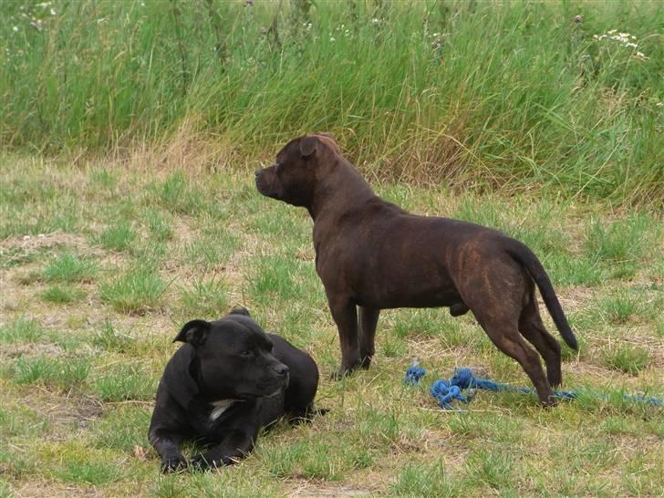 Staffordshire bull terrier Luke - Luke på sommerferie 2010, Søndervig billede 13