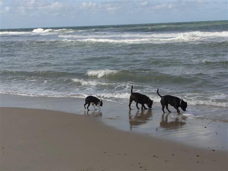 Staffordshire bull terrier Luke - Luke. Leia og vores venners Boston på Vestkysten billede 14