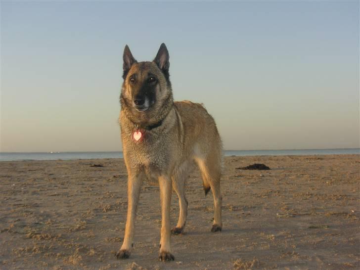 Malinois Isell´s Xibelle - Xibelle på Hornbæk strand billede 12
