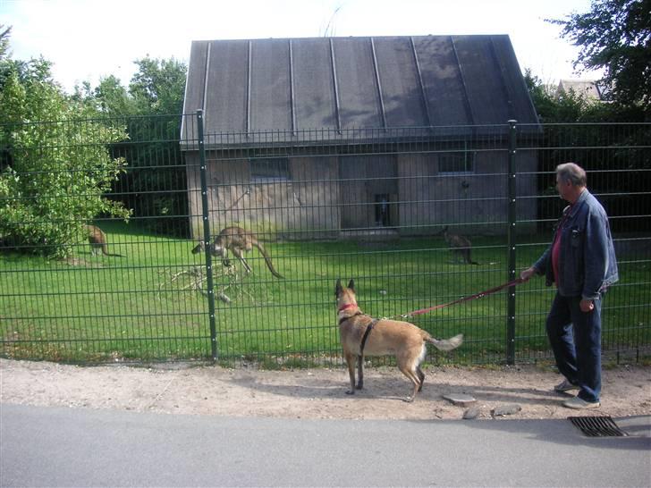 Malinois Isell´s Xibelle - Xibelle i Ålborg zoo. Ser verdens mærkeligste dyr!! :oD billede 13