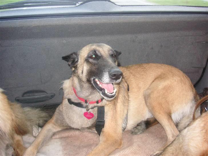 Malinois Isell´s Xibelle - Dejligt hundegrin! billede 14