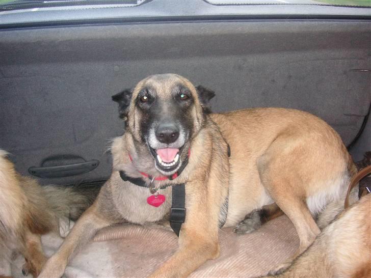 Malinois Isell´s Xibelle - Dejligt hundegrin! Kan man undgå at blive blød som smør i solen?? :o) billede 15