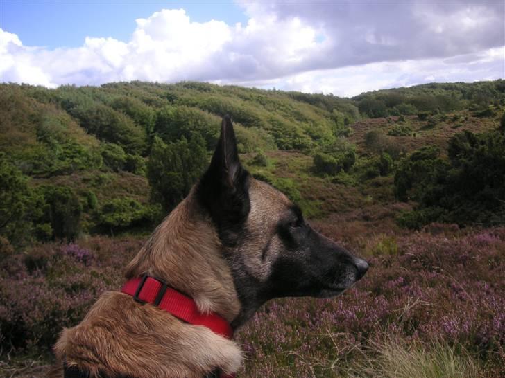 Malinois Isell´s Xibelle - Xibelle i Rebild Bakker billede 16