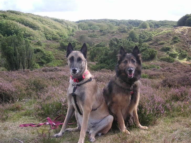 Malinois Isell´s Xibelle - Xibelle og vores anden hund Vesla i Rebild Bakker billede 17