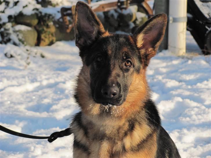 Schæferhund Kiamis Fahra (Mor´s hund) - Smukke tøs..<3 billede 2