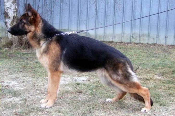 Schæferhund Kiamis Fahra (Mor´s hund) - Fahra i stand d. 27/2-2011.:P billede 7