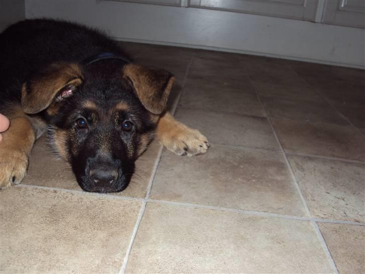 Schæferhund Kiamis Fahra (Mor´s hund) - Her er jeg kun 11 uger.:) billede 8