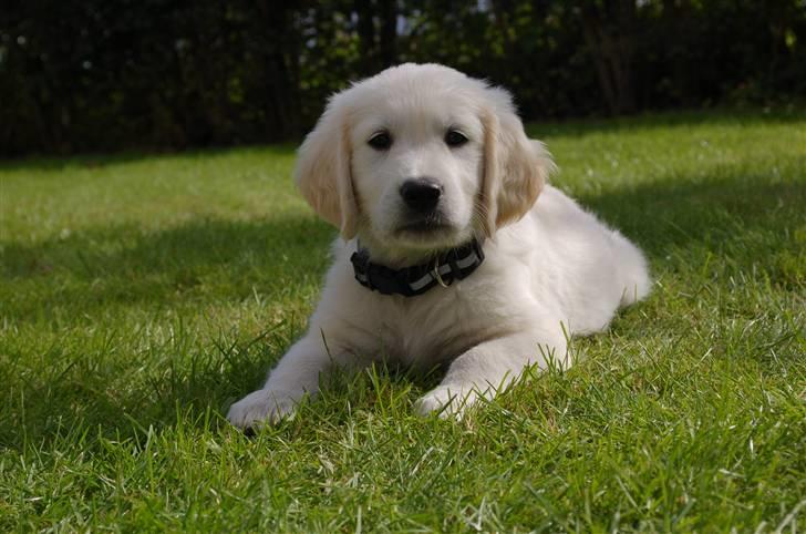 Golden retriever Joey - Dejlige Joey, nu hjemme hos os billede 9