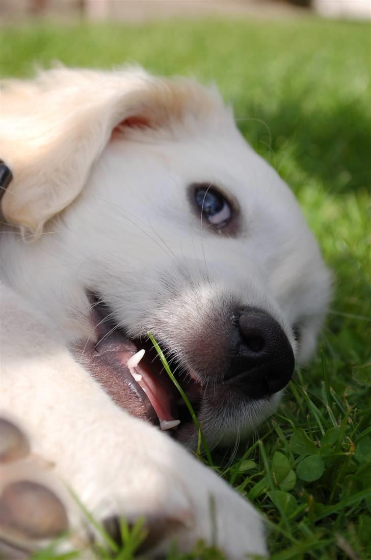 Golden retriever Joey - Gavtyven Joey billede 10