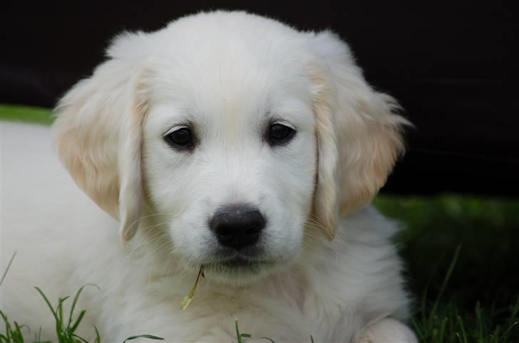 Golden retriever Joey - Smukke Joey <3 billede 4