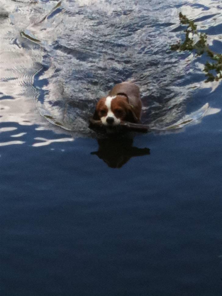 Cavalier king charles spaniel Agersbøls Liva - Liva bader i parken 13.7.10 billede 14