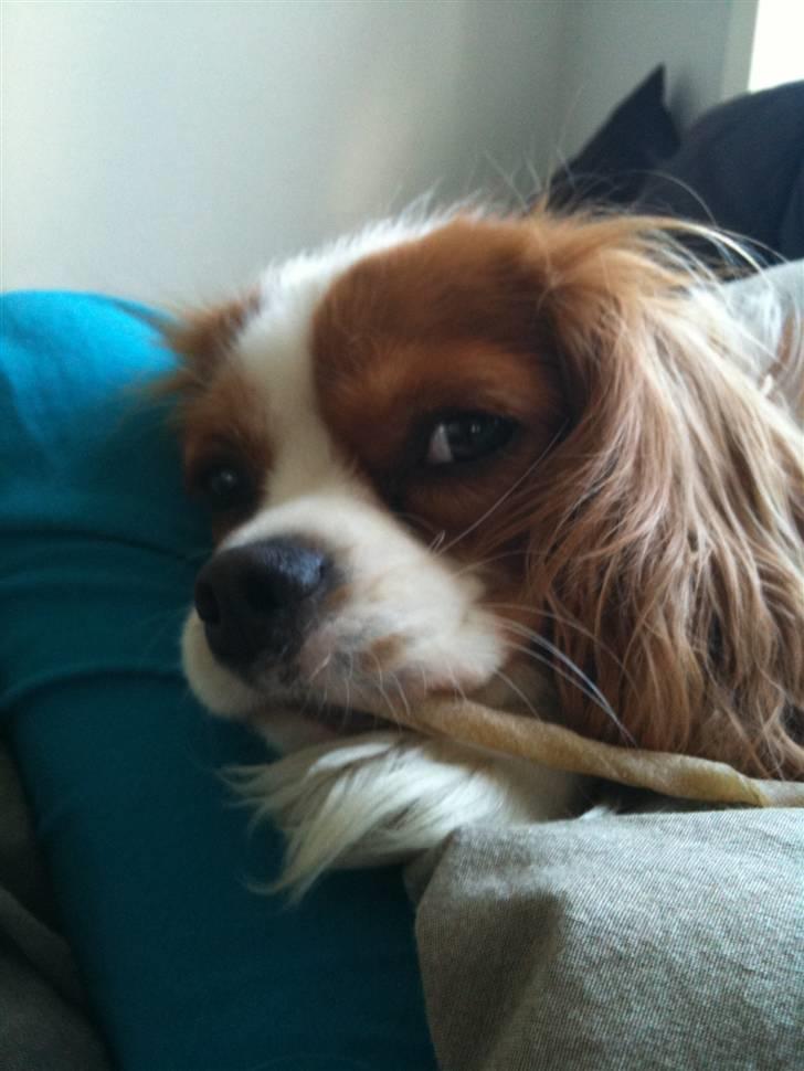 Cavalier king charles spaniel Agersbøls Liva - 6.8.10 billede 15