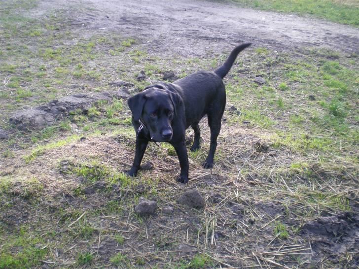 Blanding af racer Batman <3 billede 5