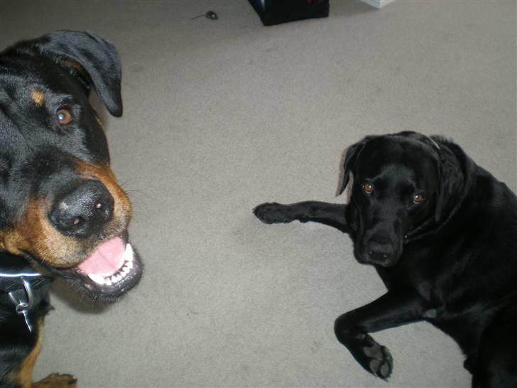 Blanding af racer Batman <3 billede 6