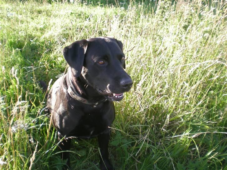 Blanding af racer Batman <3 billede 10