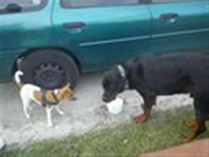 Blanding af racer Albert -solgt - Albert og Basse billede 8