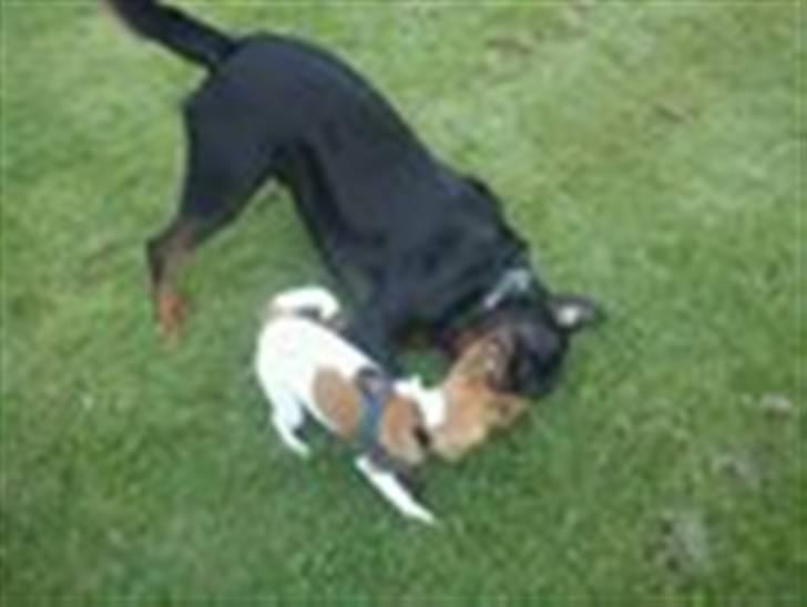 Blanding af racer Albert -solgt - Albert og Basse i fuld leg :o) billede 9