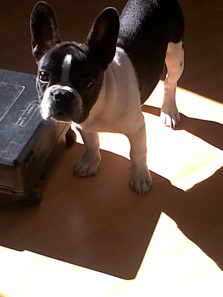 Fransk bulldog Buffas billede 7