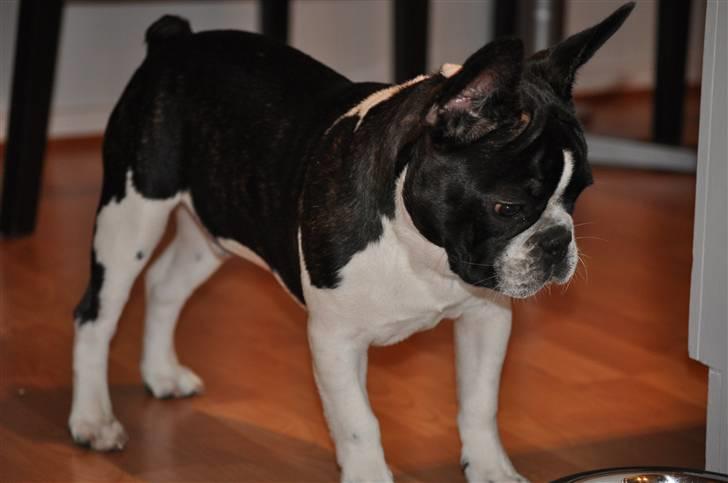 Fransk bulldog Buffas - på de næste par billeder er Buffas omkring 5 mdr :) billede 8